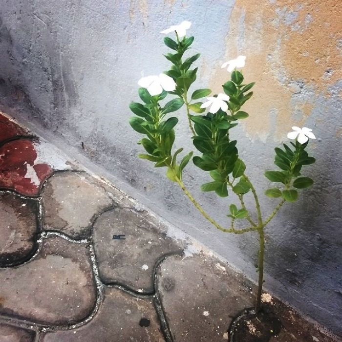 Μικρά λουλουδάκια… νικούν το τσιμέντο! - Εικόνα 19