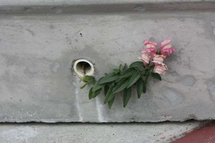 Μικρά λουλουδάκια… νικούν το τσιμέντο! - Εικόνα 20
