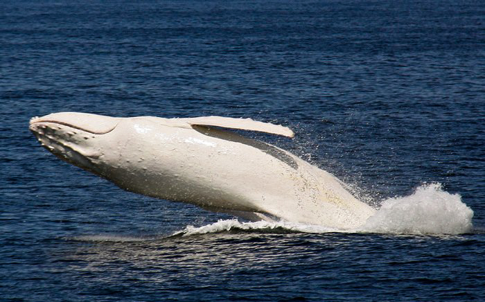 Μια σπάνια φάλαινα αλμπίνο! - Εικόνα 4