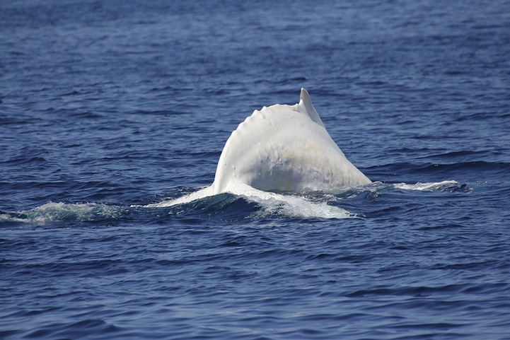 Μια σπάνια φάλαινα αλμπίνο! - Εικόνα 5