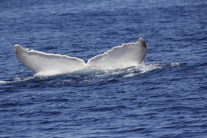 Μια σπάνια φάλαινα αλμπίνο! - Εικόνα 6