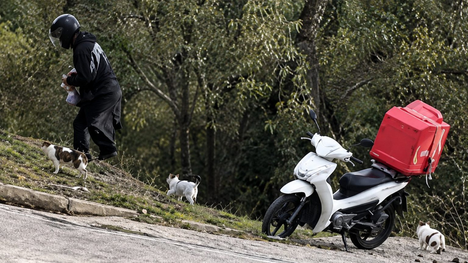 Η συγκινητική κίνηση ενός διανομέα που φροντίζει καθημερινά τα αδέσποτα γατάκια της γειτονιάς