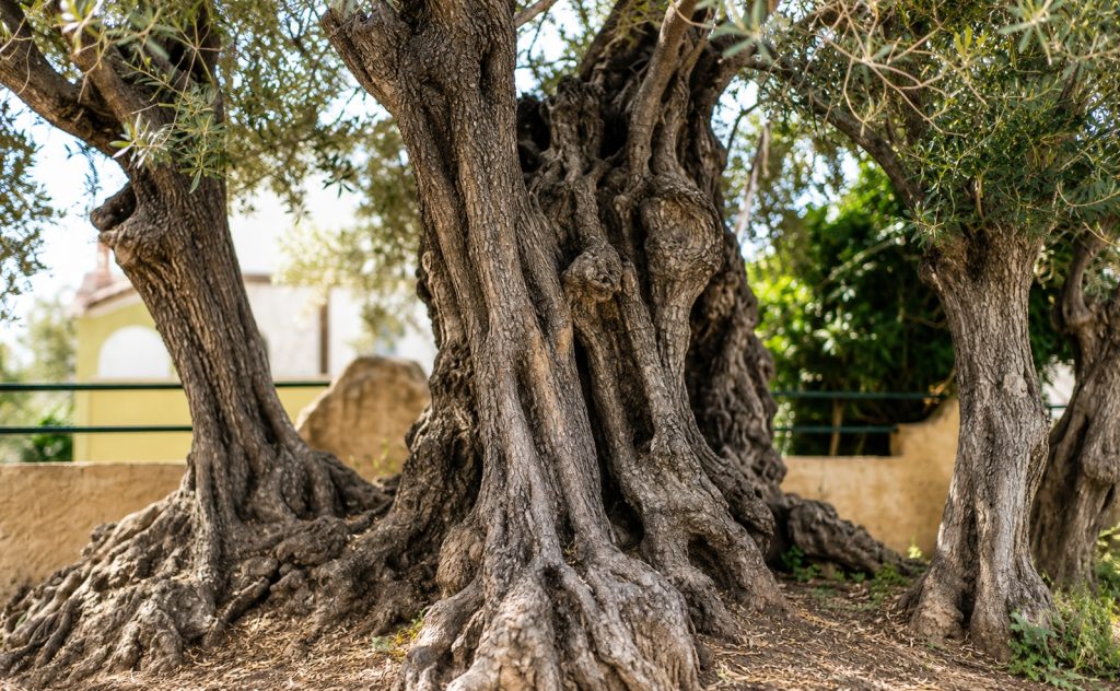 Ο μοναδικός ζωντανός οργανισμός που επιβιώνει από τη Ναυμαχία της Σαλαμίνας μέχρι σήμερα