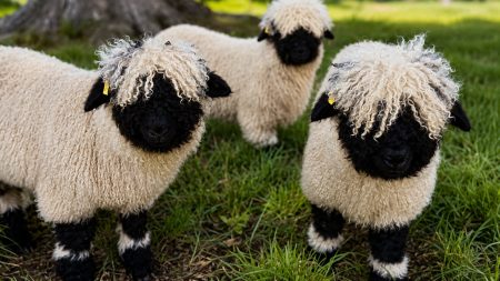 Valais Blacknose: Τα ελβετικά πρόβατα που μοιάζουν με λούτρινα και έχουν κατακτήσει τον κόσμο