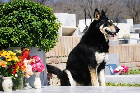 Μια αληθινή ιστορία φιλίας και πίστης ανάμεσα σε έναν σκύλο και τον άνθρωπό του
