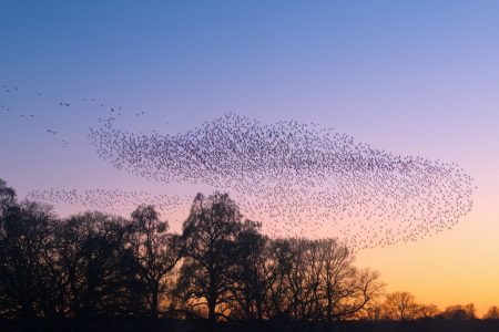 Πώς τα ψαρόνια καταφέρνουν να πετούν σε σχηματισμούς χωρίς να συγκρούονται