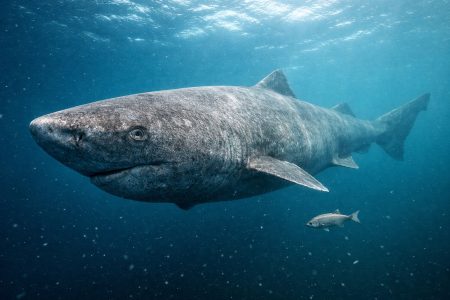 Γιατί οι καρχαρίες της Γροιλανδίας ζουν για αιώνες και σπάνια εμφανίζουν ασθένειες