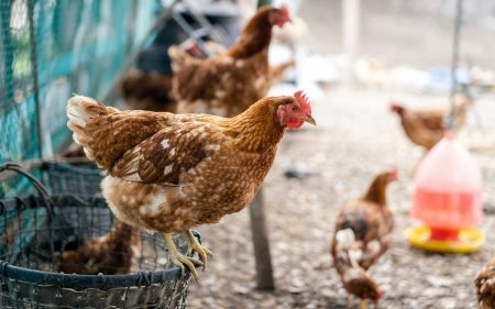 Απών ιδιοκτήτης επιστρέφει και βρίσκει το σπίτι του να χρησιμοποιείται ως κοτέτσι