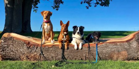 Γιατί μιλάμε στα κατοικίδια σαν να είναι άνθρωποι – Τι λένε οι ψυχολόγοι