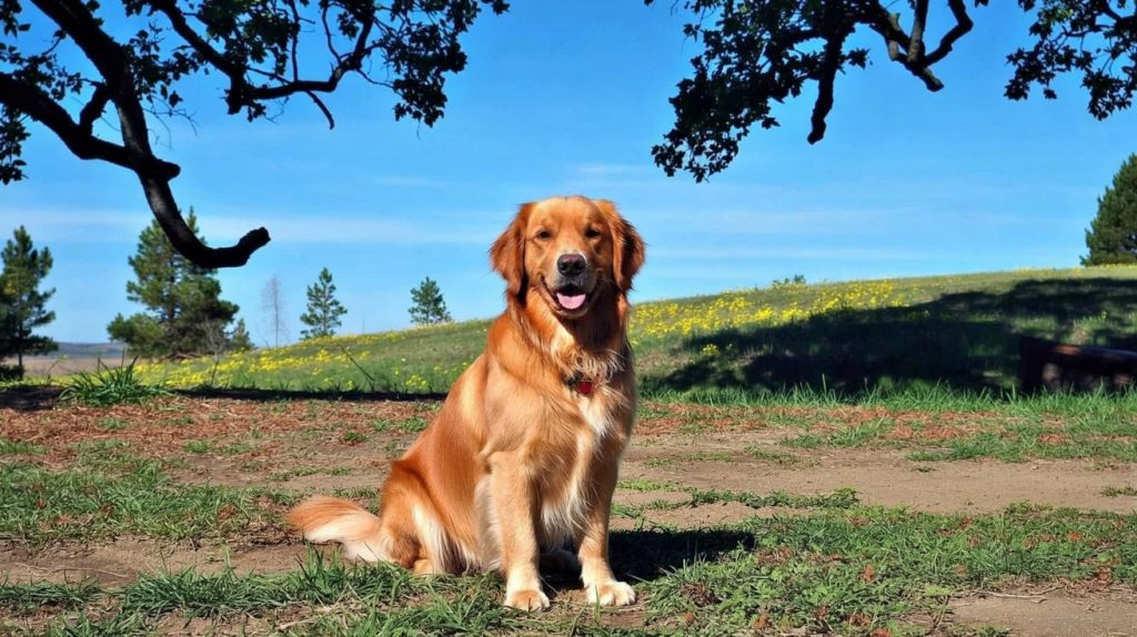 Λιπαρά στη διατροφή του σκύλου: Πρέπει να μειωθούν ή να αυξηθούν;