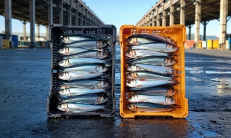 Οι σαρδέλες και τα οφέλη τους για την υγεία