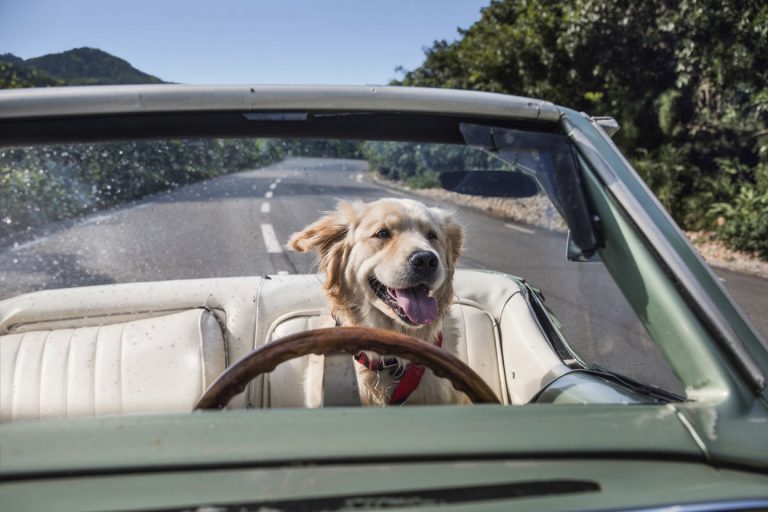 Πώς να ταξιδεύετε με ασφάλεια με τον σκύλο σας στο αυτοκίνητο