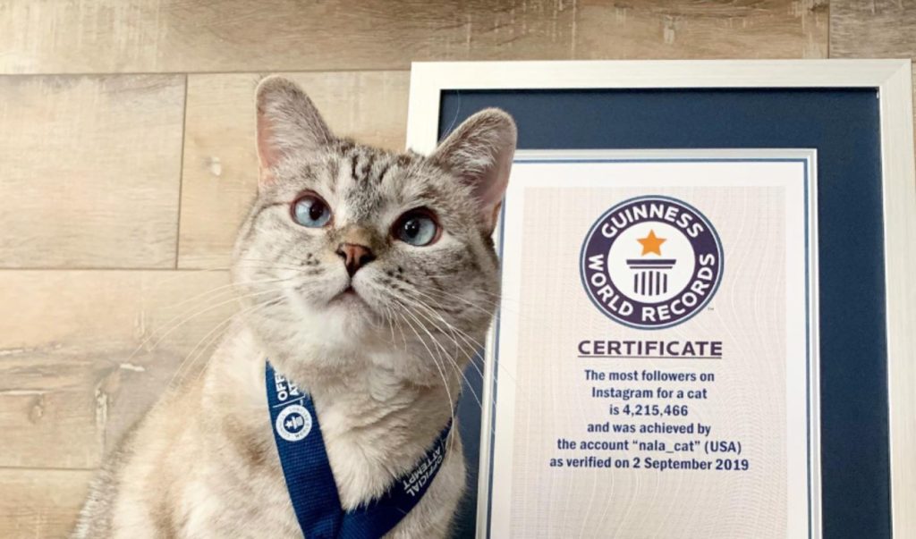 Γάτα με περιουσία εκατομμυρίων: Η ιστορία πίσω από τον πλούτο της