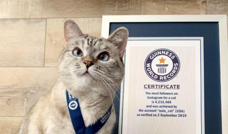 Γάτα με περιουσία εκατομμυρίων: Η ιστορία πίσω από τον πλούτο της