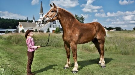 Το ψηλότερο άλογο που υπήρξε στον κόσμο: Ποιος ήταν ο Big Jake και τι τον έκανε μοναδικό
