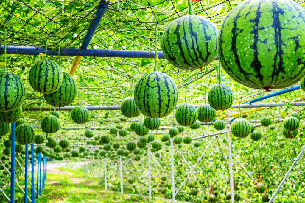 Densuke: Το σπάνιο μαύρο καρπούζι από την Ιαπωνία που θεωρείται έργο τέχνης.