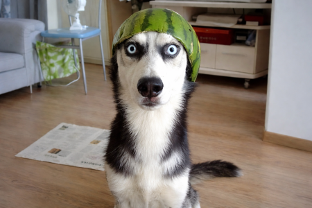 Η αστεία πλευρά της συγκατοίκησης με ζώα μέσα από μικρές καθημερινές γκάφες.