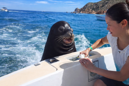 Μια τρυφερή συνάντηση με λιοντάρια της θάλασσας σε ανοιχτά νερά