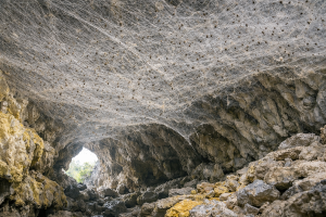 Ο μεγαλύτερος ιστός αράχνης στον κόσμο εντοπίστηκε σε σπήλαιο στο Σαραντάπορο