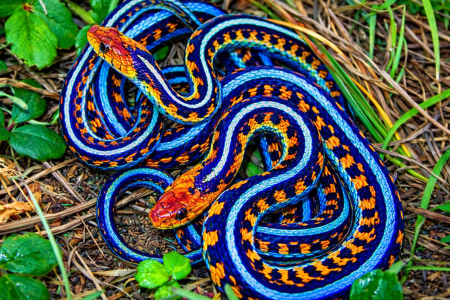 Πώς τα φίδια χρησιμοποιούν τη μνήμη και τη μάθηση για να επιβιώσουν στη φύση