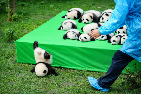 Τα μωρά panda και οι απίθανες σκανδαλιές τους με τους φροντιστές